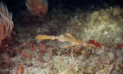 Solenostomus cyanopterus