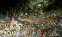 Solenostomus cyanopterus