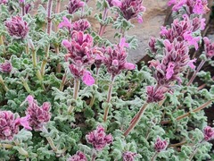 Dracocephalum botryoides