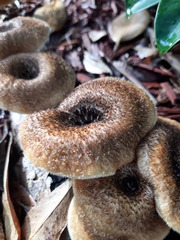 Lentinus berteroi