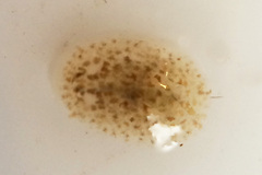 Corambe steinbergae