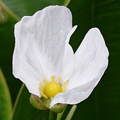 Alismataceae