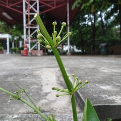 Alismataceae