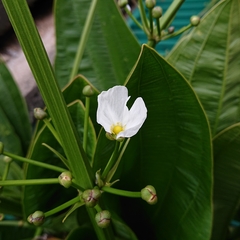Alismataceae