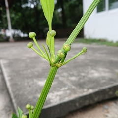 Alismataceae