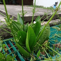 Alismataceae