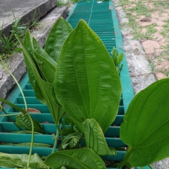 Alismataceae