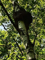 Agrobacterium radiobacter