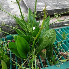 Alismataceae