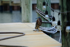 Butorides virescens image