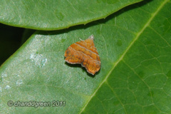 Choreutis achyrodes