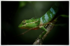 Calotes liolepis