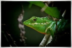 Calotes liolepis