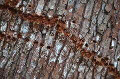 Sphyrapicus ruber