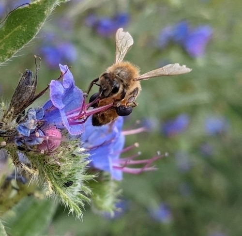 Western Honey Bee photographed in West Virginia