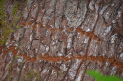 Sphyrapicus ruber