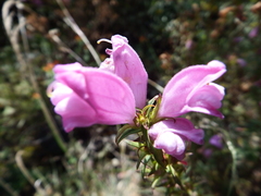 Lamourouxia dasyantha