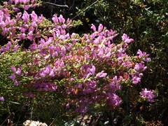 Lamourouxia dasyantha