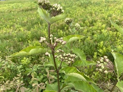 Asclepias exaltata × syriaca