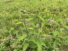 Asclepias exaltata × syriaca