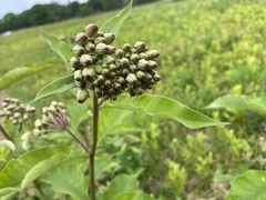 Asclepias exaltata × syriaca