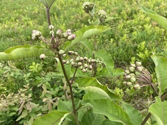 Asclepias exaltata × syriaca