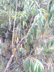 Prunus serotina capuli