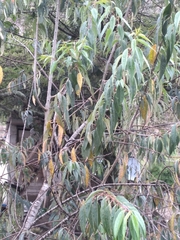 Prunus serotina capuli