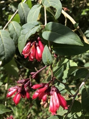 Cestrum elegans