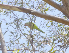 Myiopsitta monachus