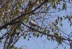 Streptopelia decaocto
