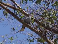 Streptopelia decaocto