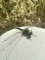 Cordulia shurtleffii