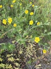 Potentilla argentea