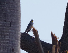 Setophaga coronata auduboni