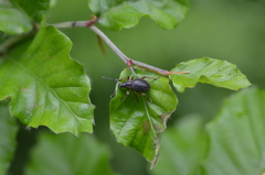 Otiorhynchus coecus