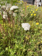 Achillea millefolium