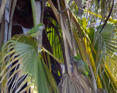 Myiopsitta monachus