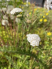 Achillea millefolium