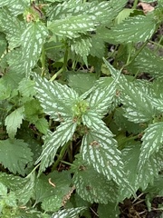 Lamium galeobdolon flavidum