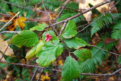 Euonymus occidentalis
