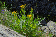 Senecio pyrenaicus