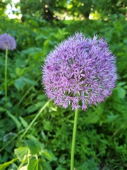 Allium aflatunense