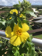 Hibiscus brackenridgei