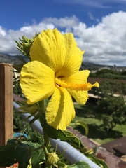 Hibiscus brackenridgei