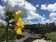 Hibiscus brackenridgei