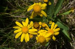 Senecio pyrenaicus