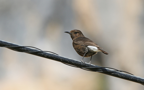 Collalba negra (Oenanthe leucura)