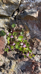 Cymbalaria muralis