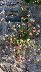 Erigeron karvinskianus